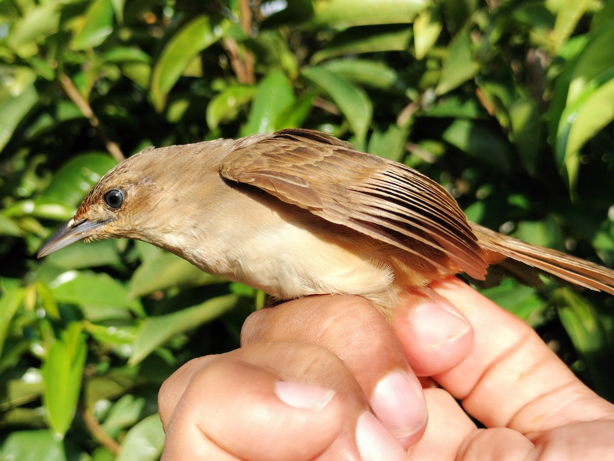 Plain Thornbird - ML641579815