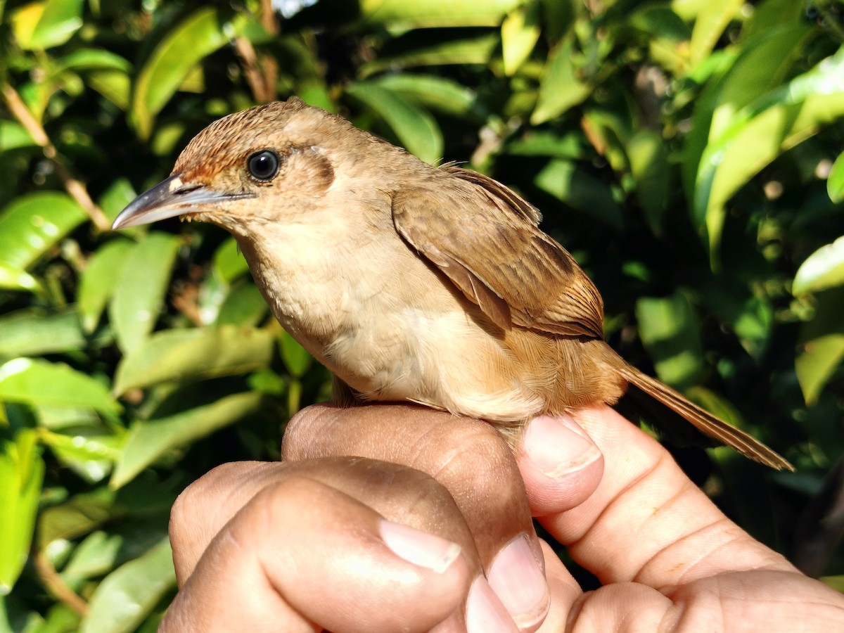 Plain Thornbird - ML641579816