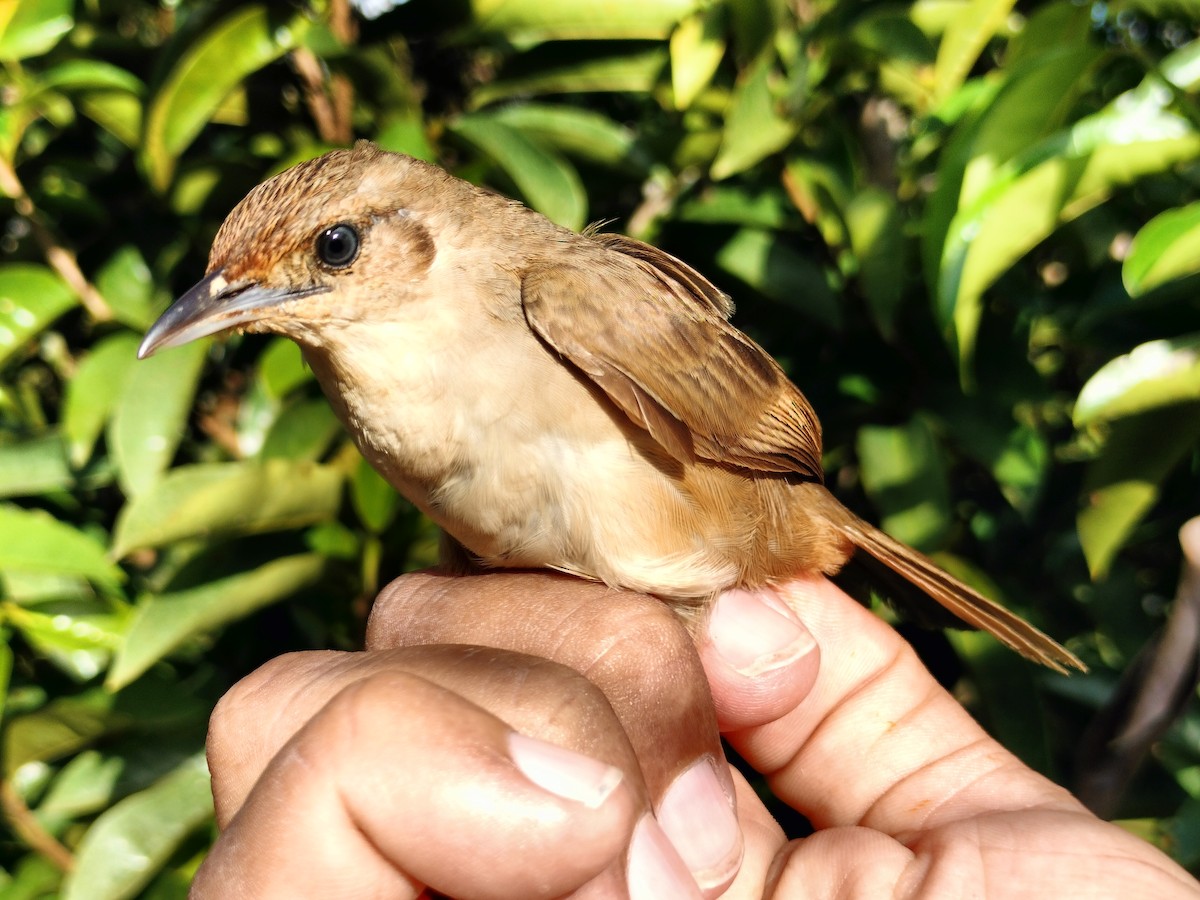 Plain Thornbird - ML641579817