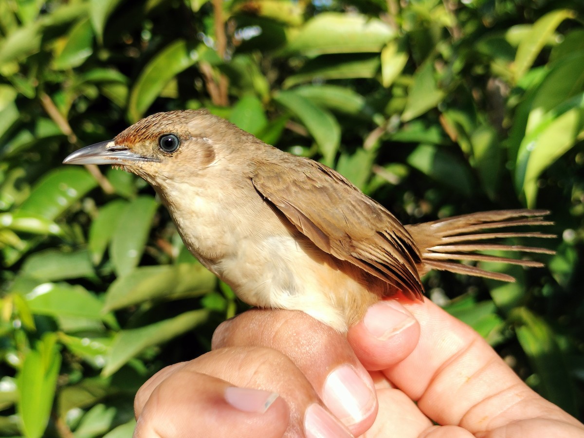 Plain Thornbird - ML641579818
