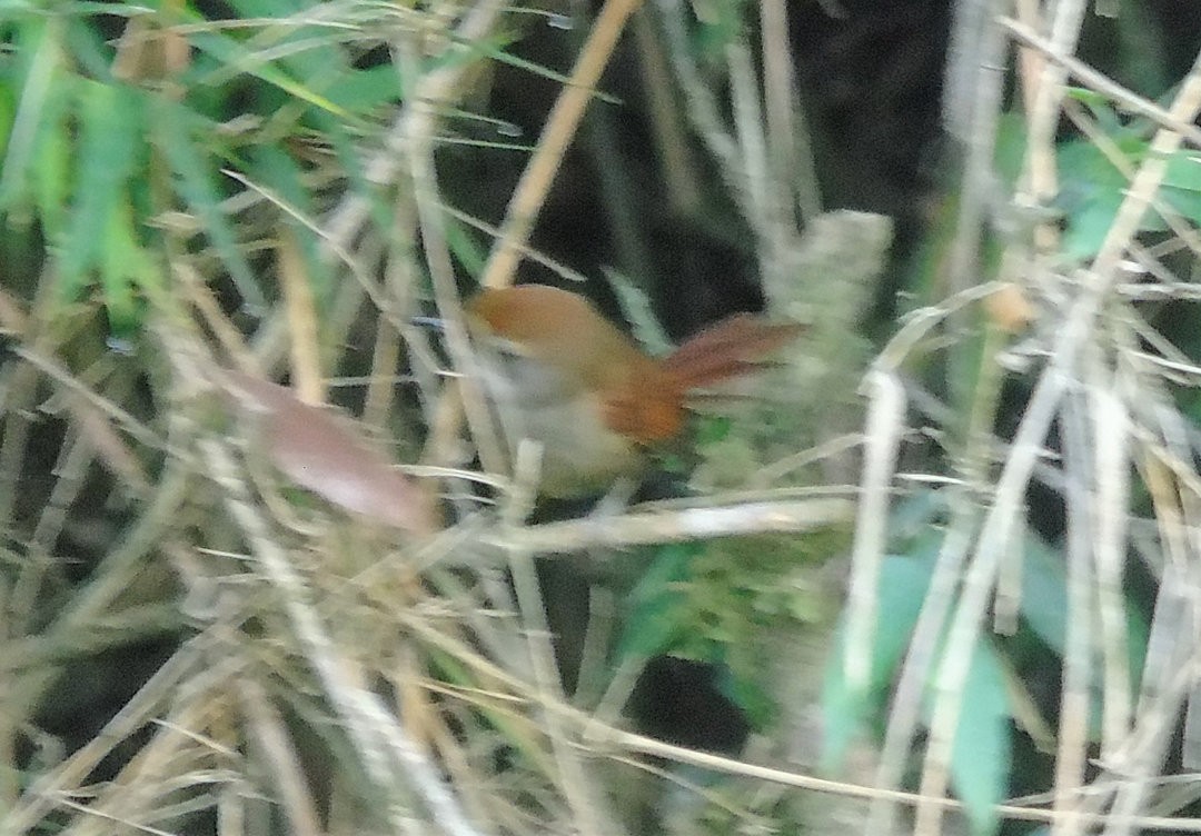 Rufous-capped Spinetail - ML641579823