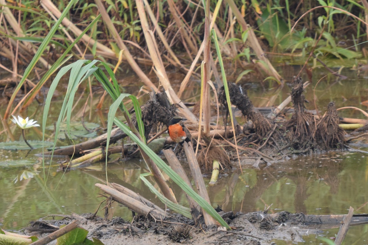 Papyrus Gonolek - ML641579846