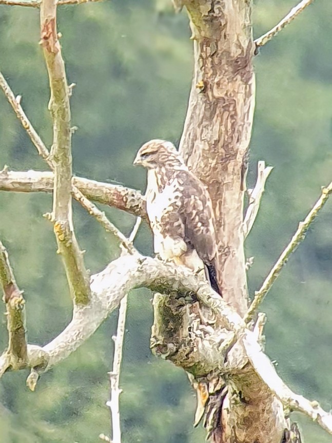 Common Buzzard - ML641579853