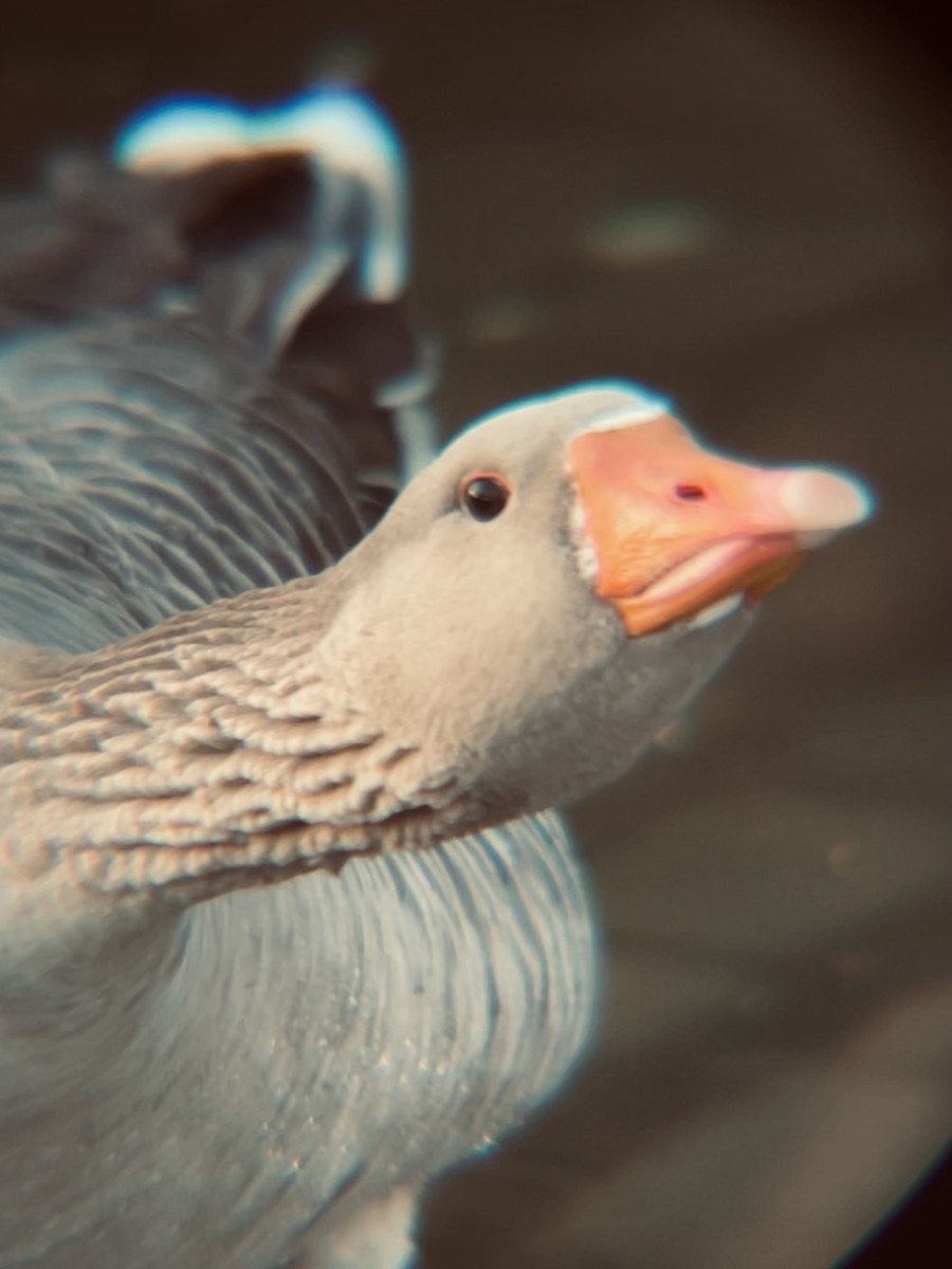 husa velká (domestikovaná) - ML641579854