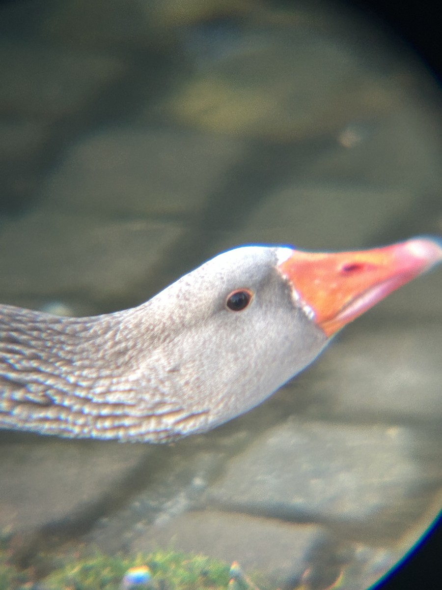 husa velká (domestikovaná) - ML641579855