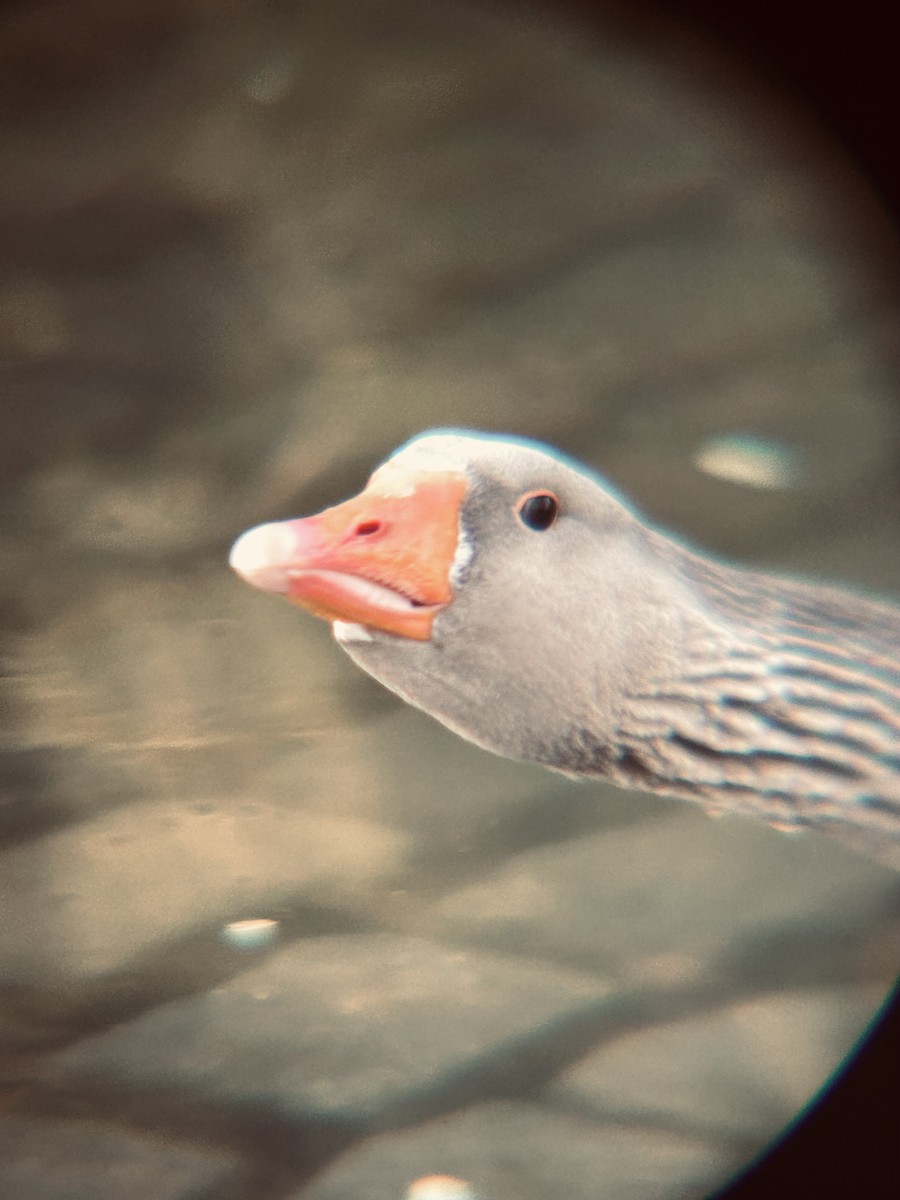 husa velká (domestikovaná) - ML641579856