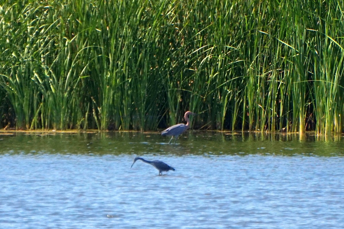 Reddish Egret - ML641579861