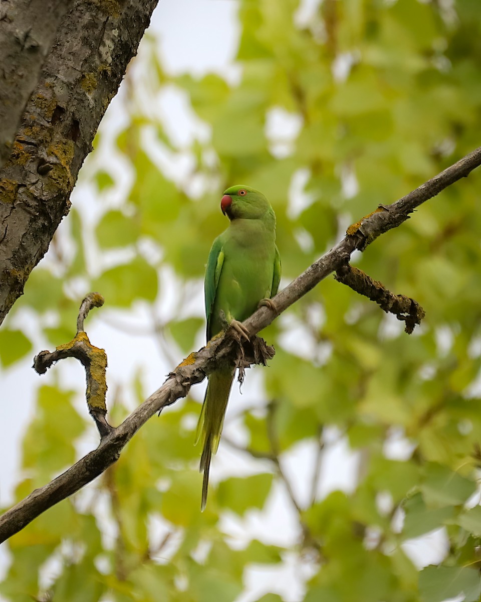 Rose-ringed Parakeet - ML641579876