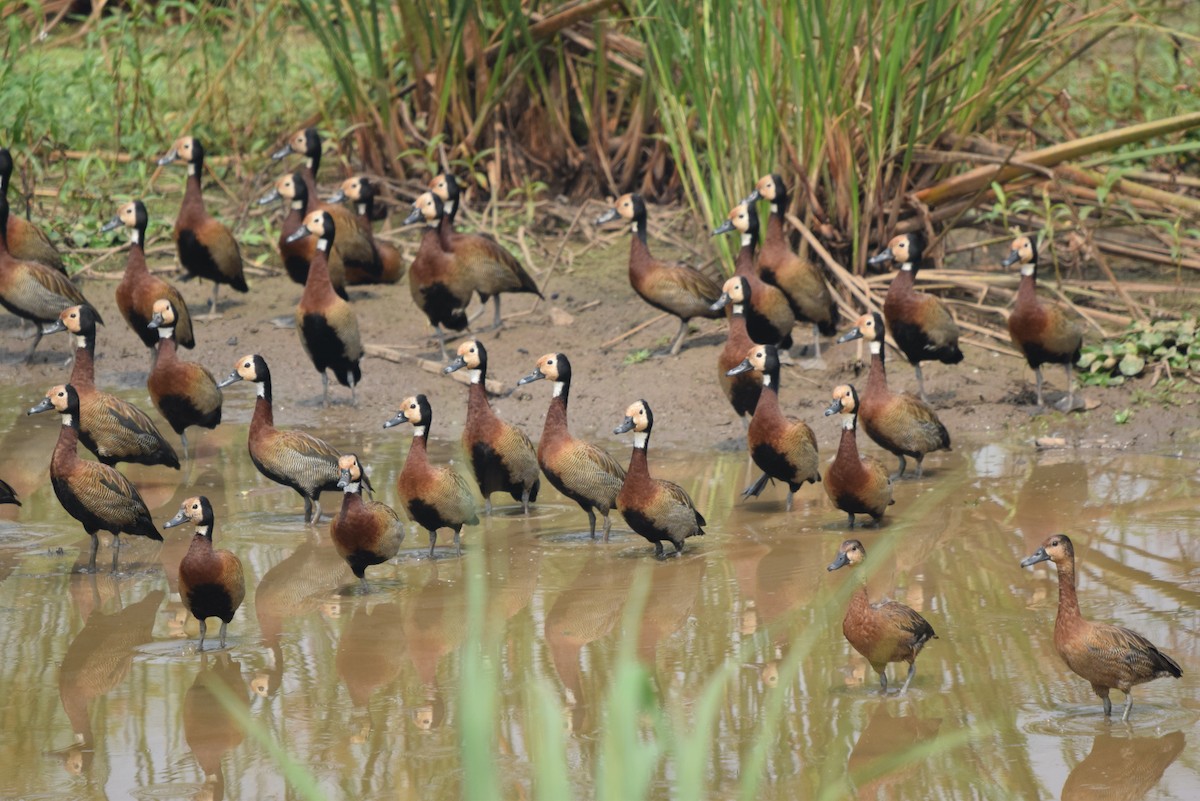 White-faced Whistling-Duck - ML641579949