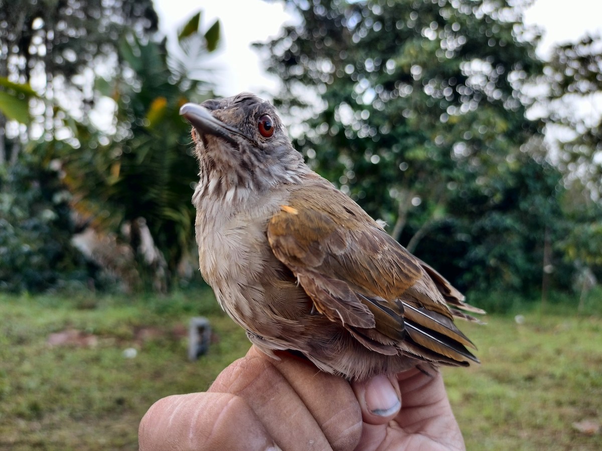 Pale-breasted Thrush - ML641579963