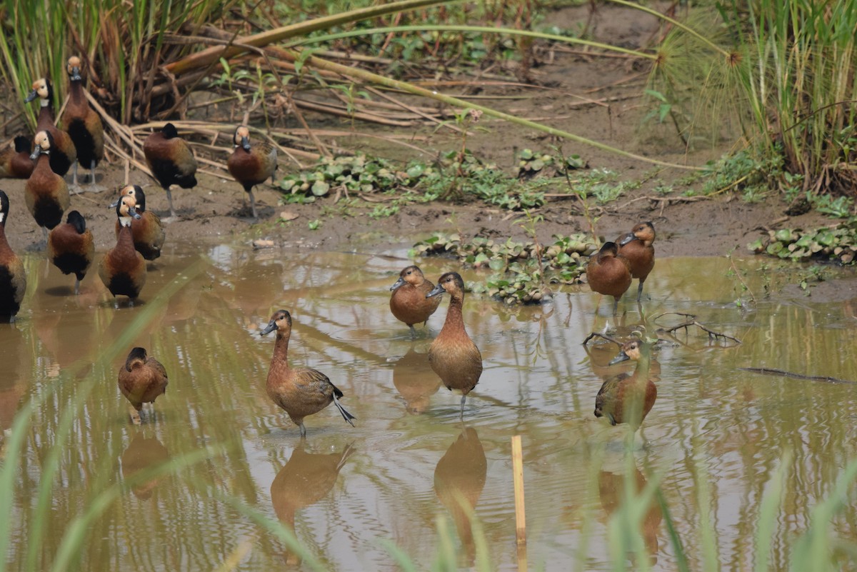 Fulvous Whistling-Duck - ML641579998