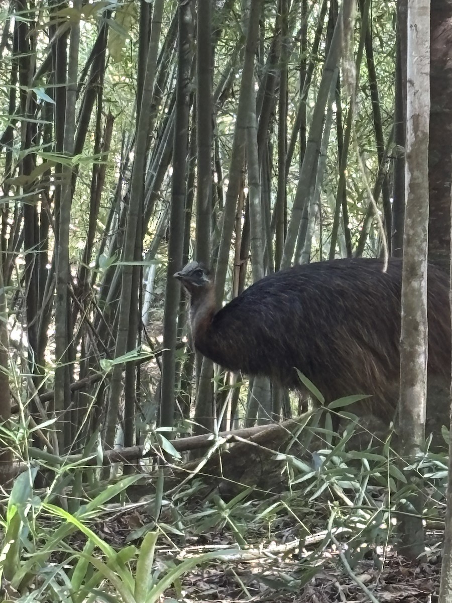 Southern Cassowary - ML641580054