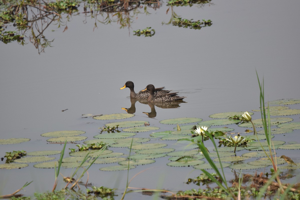 Yellow-billed Duck - ML641580077