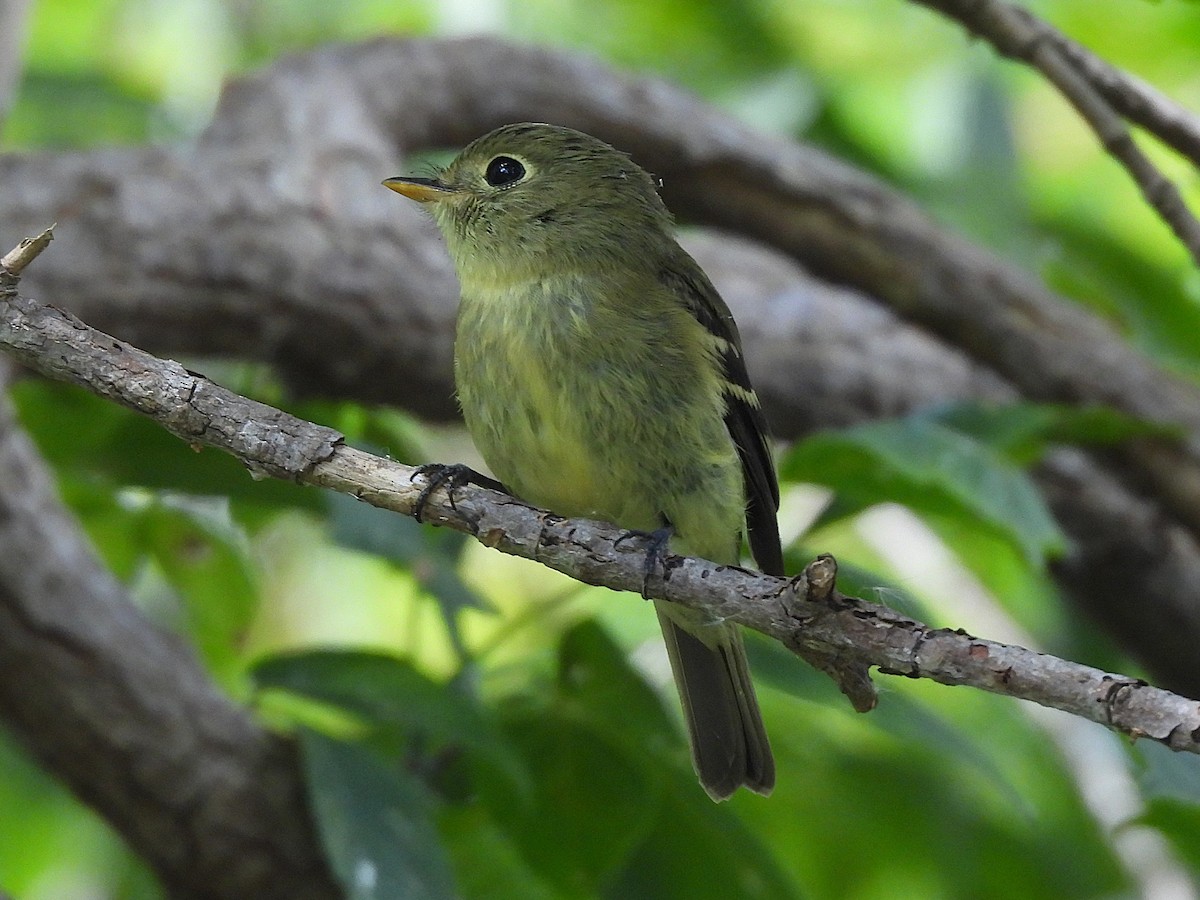 Sarı Karınlı Boreal Sinekkapan - ML641580078