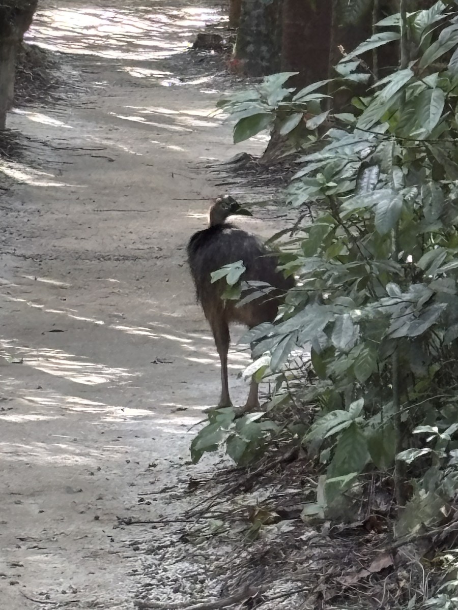 Southern Cassowary - ML641580085