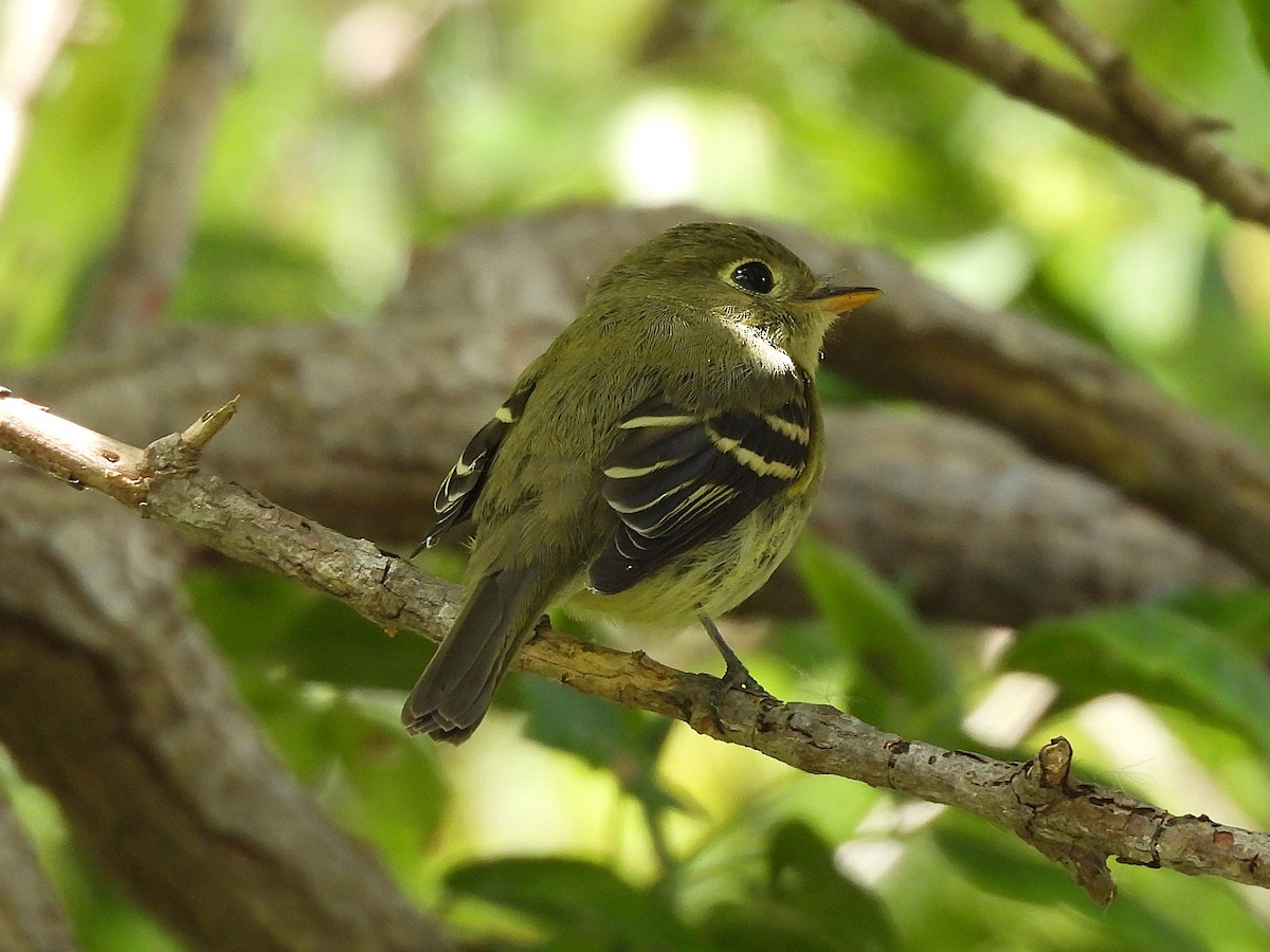 Sarı Karınlı Boreal Sinekkapan - ML641580106