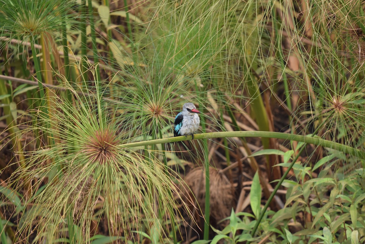 Woodland Kingfisher - ML641580107