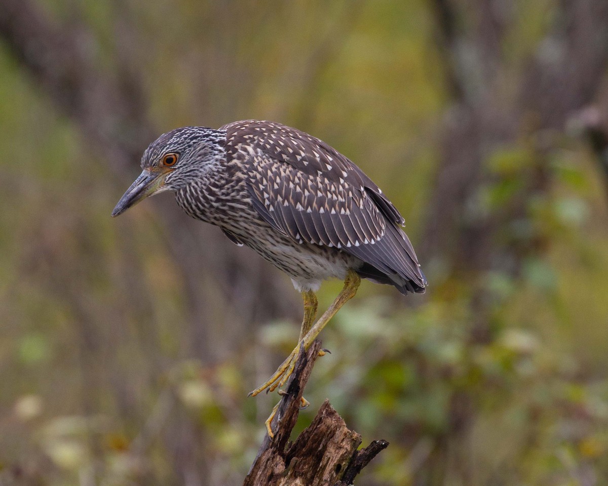 Yellow-crowned Night Heron - ML641580196