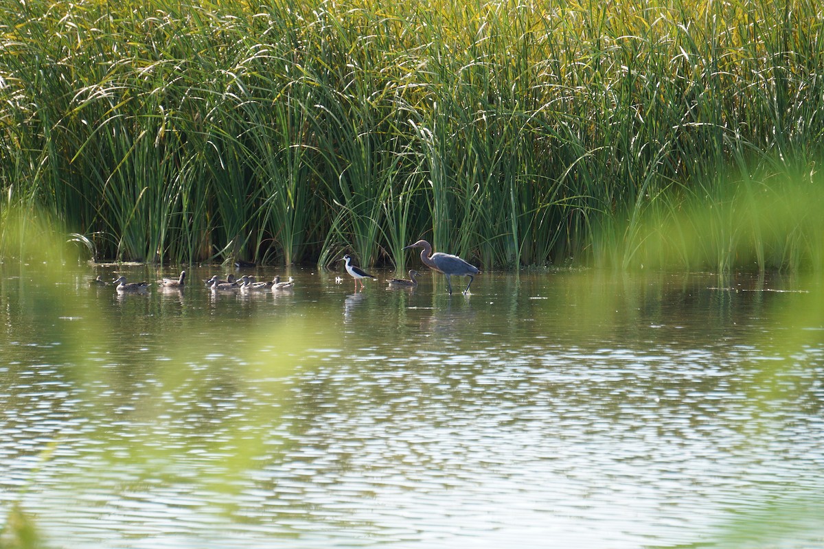 Reddish Egret - ML641580198