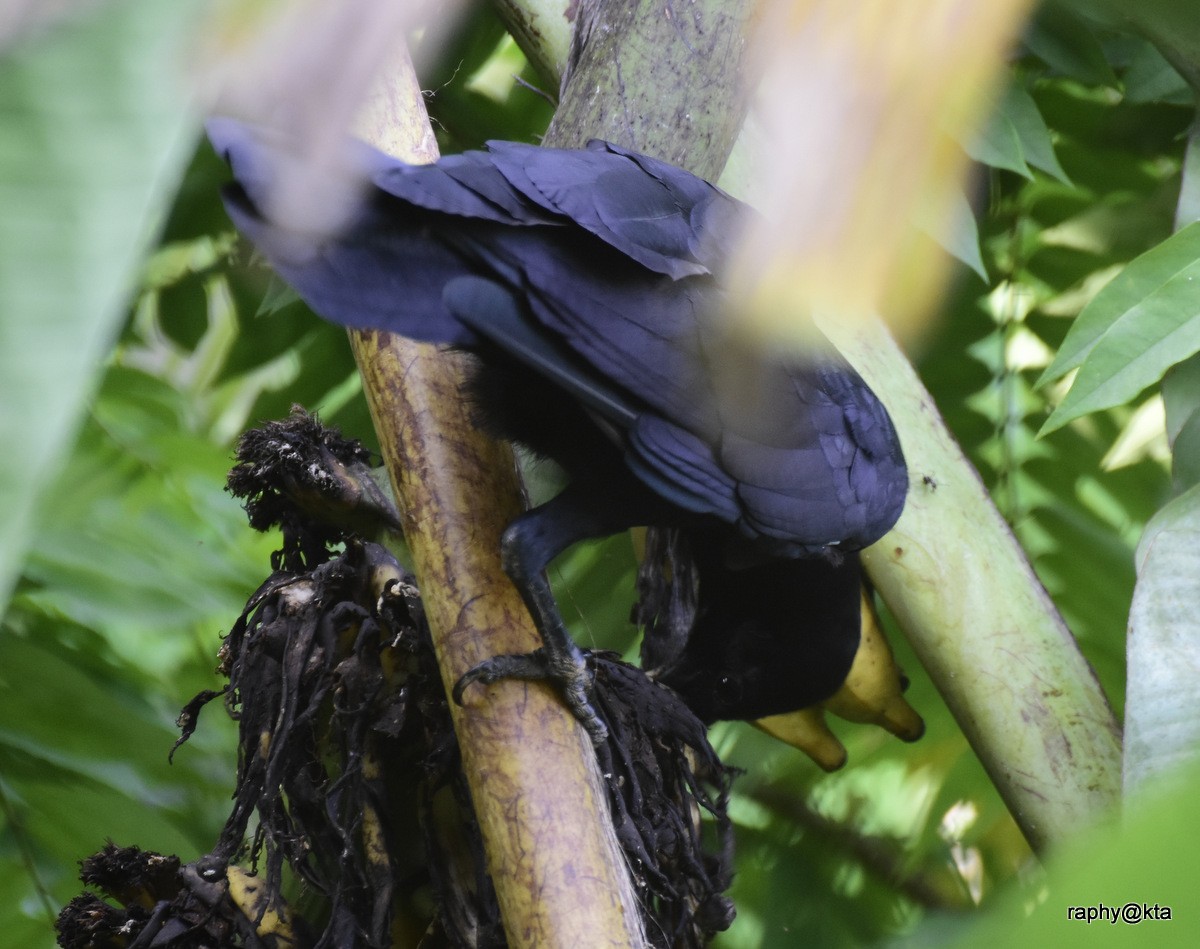 Large-billed Crow (Indian Jungle) - ML64158021