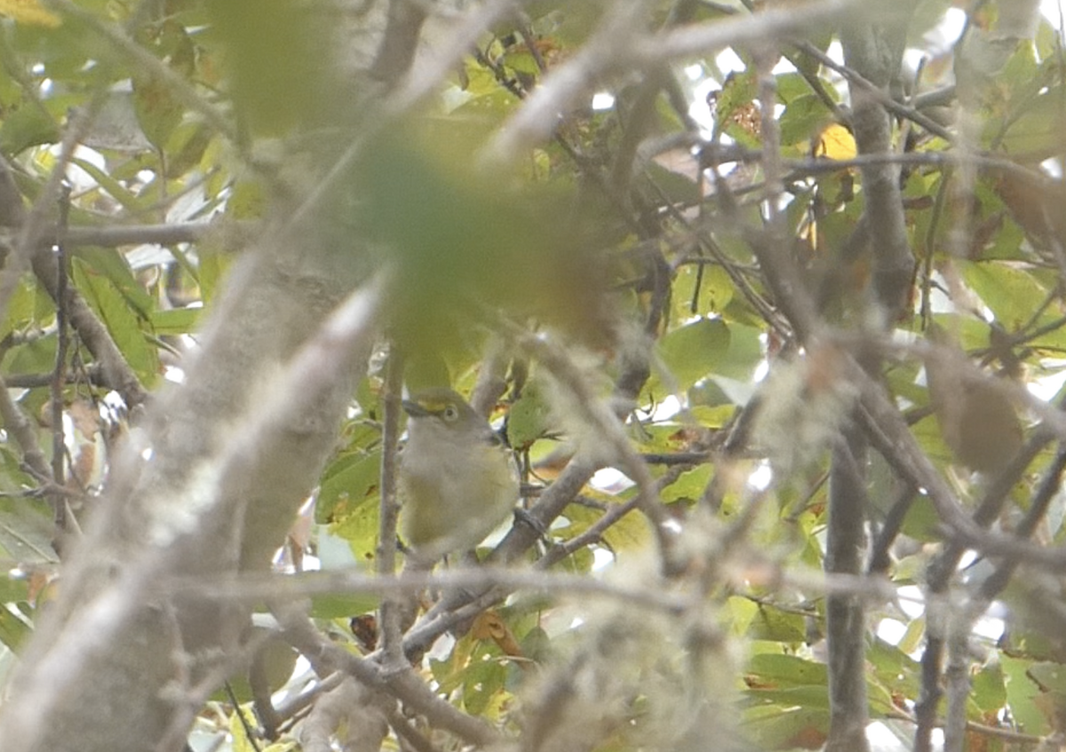 White-eyed Vireo - ML641580217