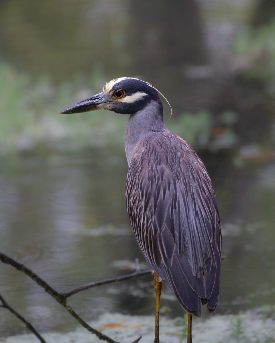 Yellow-crowned Night Heron - ML641580233