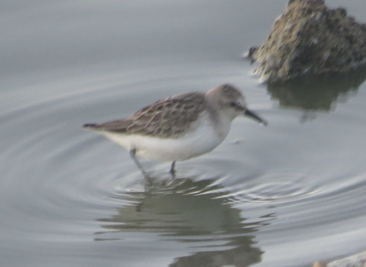 Semipalmated Sandpiper - ML641580240