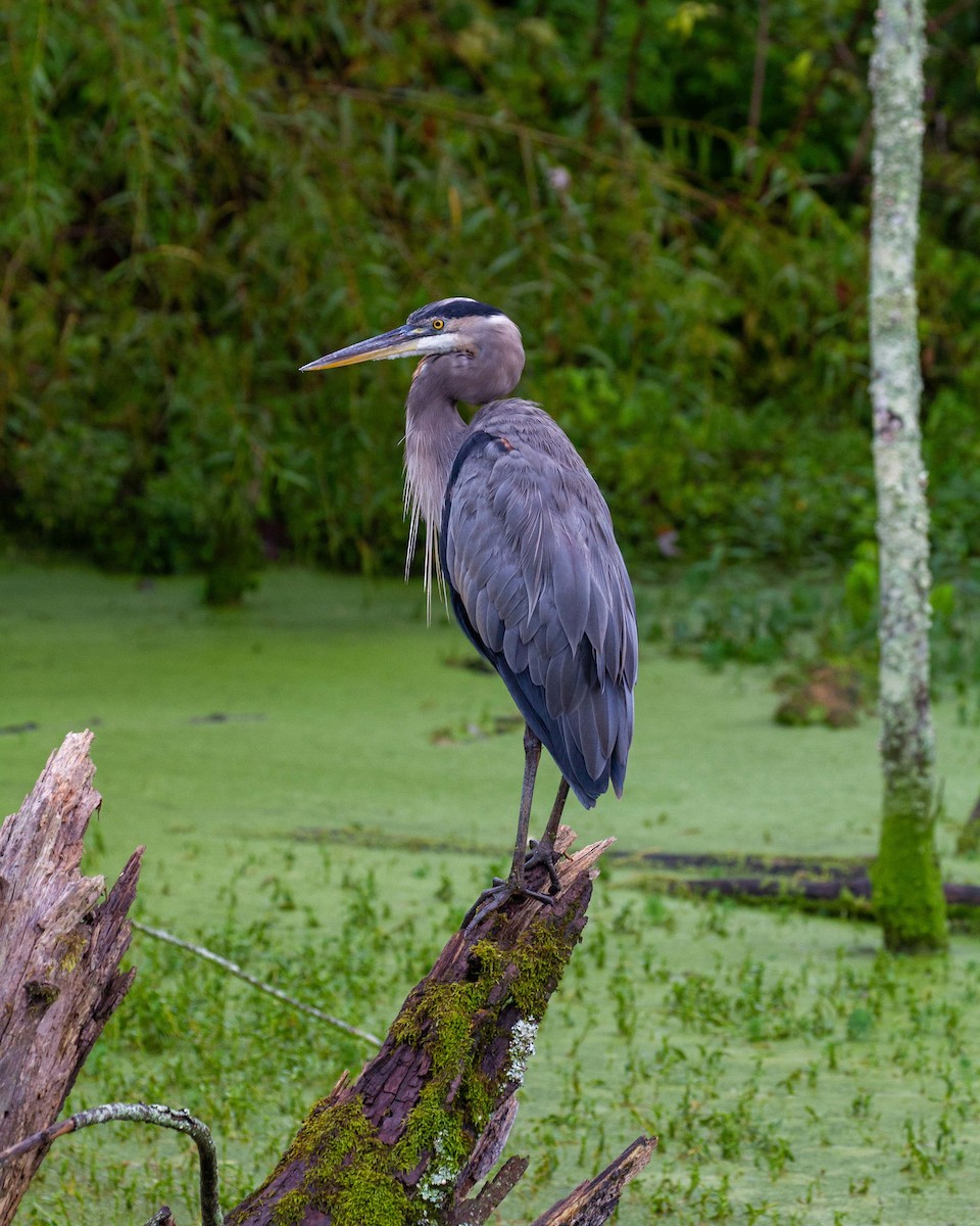 Great Blue Heron - ML641580274