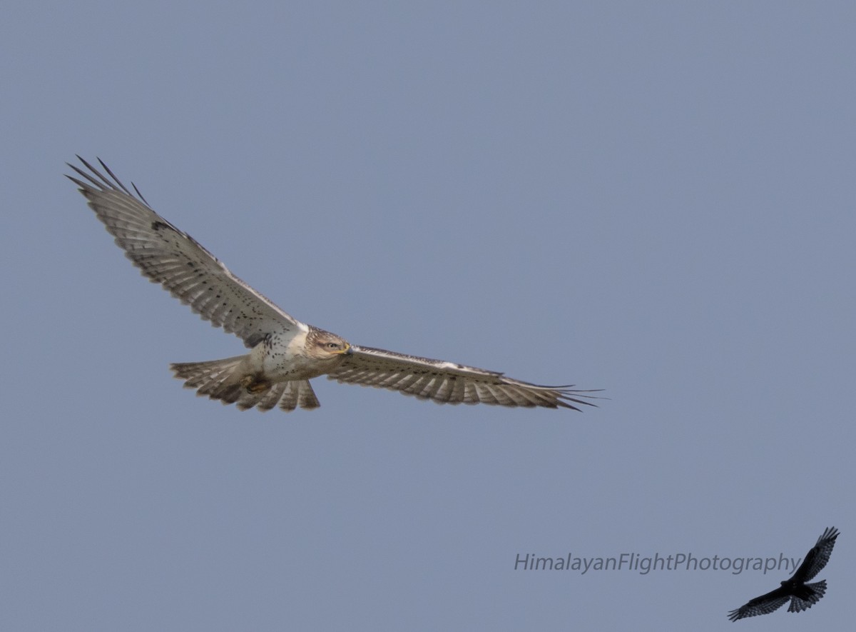 Ferruginous Hawk - ML641580308