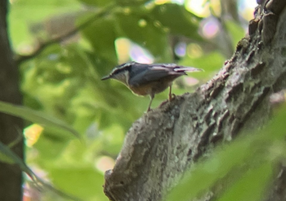 brhlík americký - ML641580314