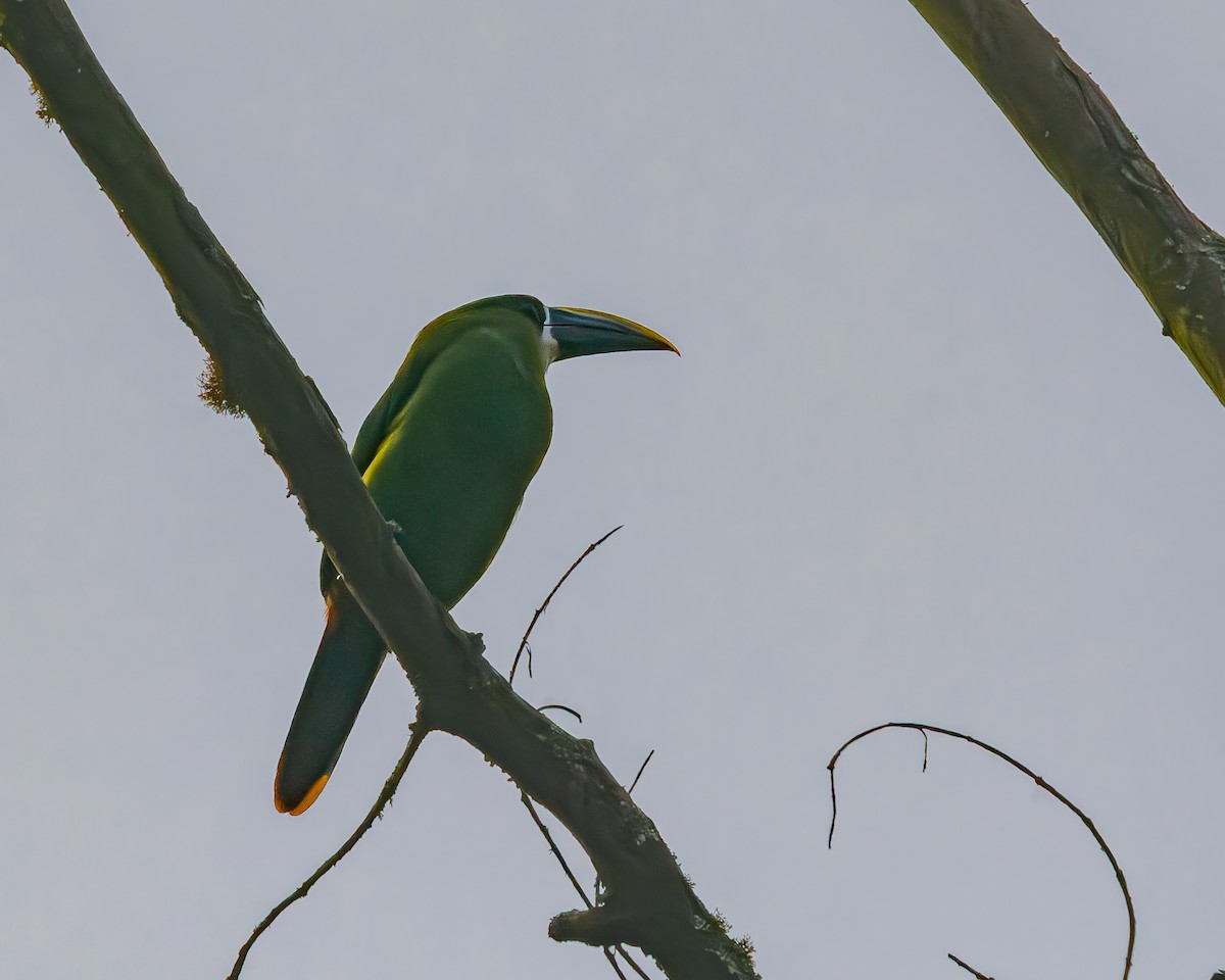 Southern Emerald-Toucanet - ML641580330