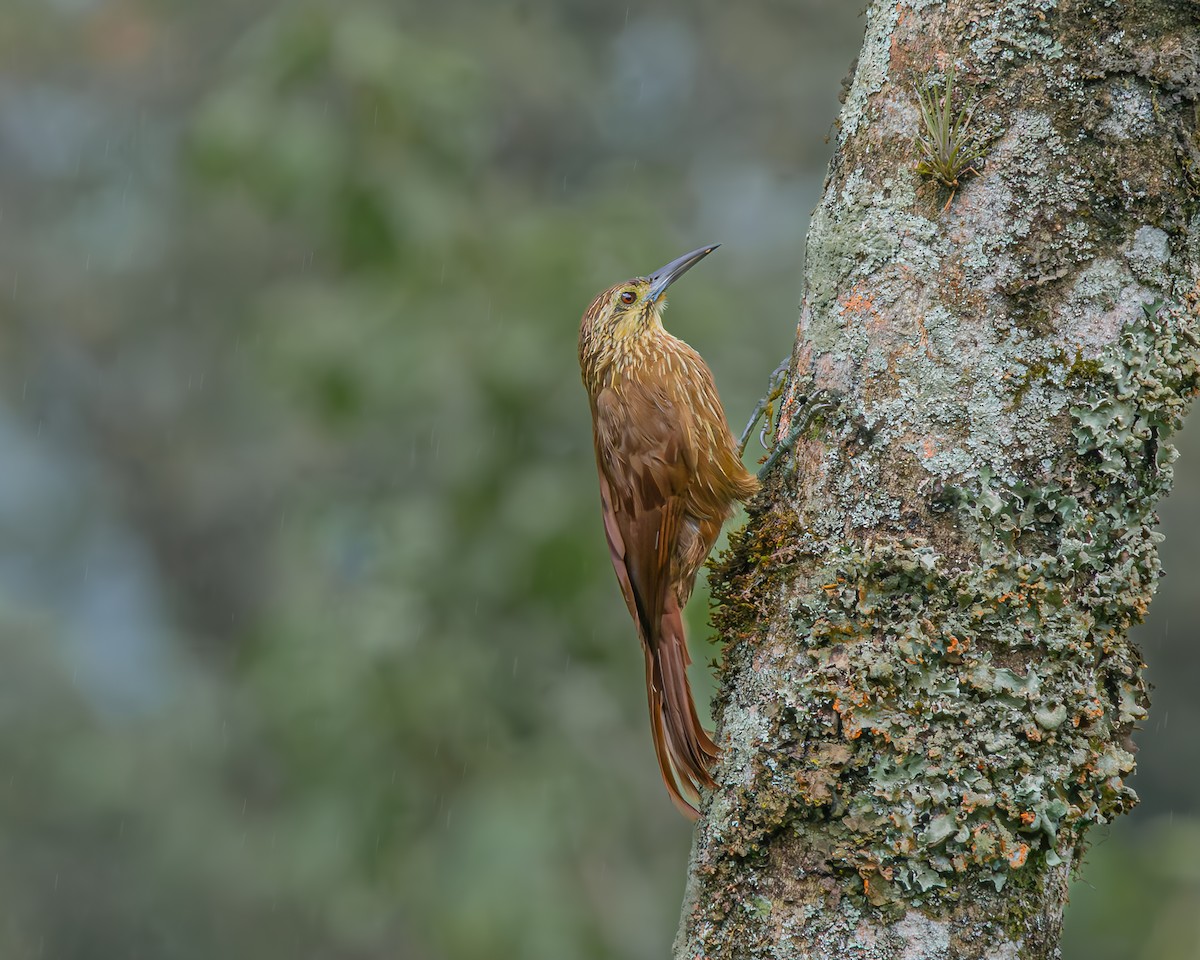 Strong-billed Woodcreeper - ML641580344