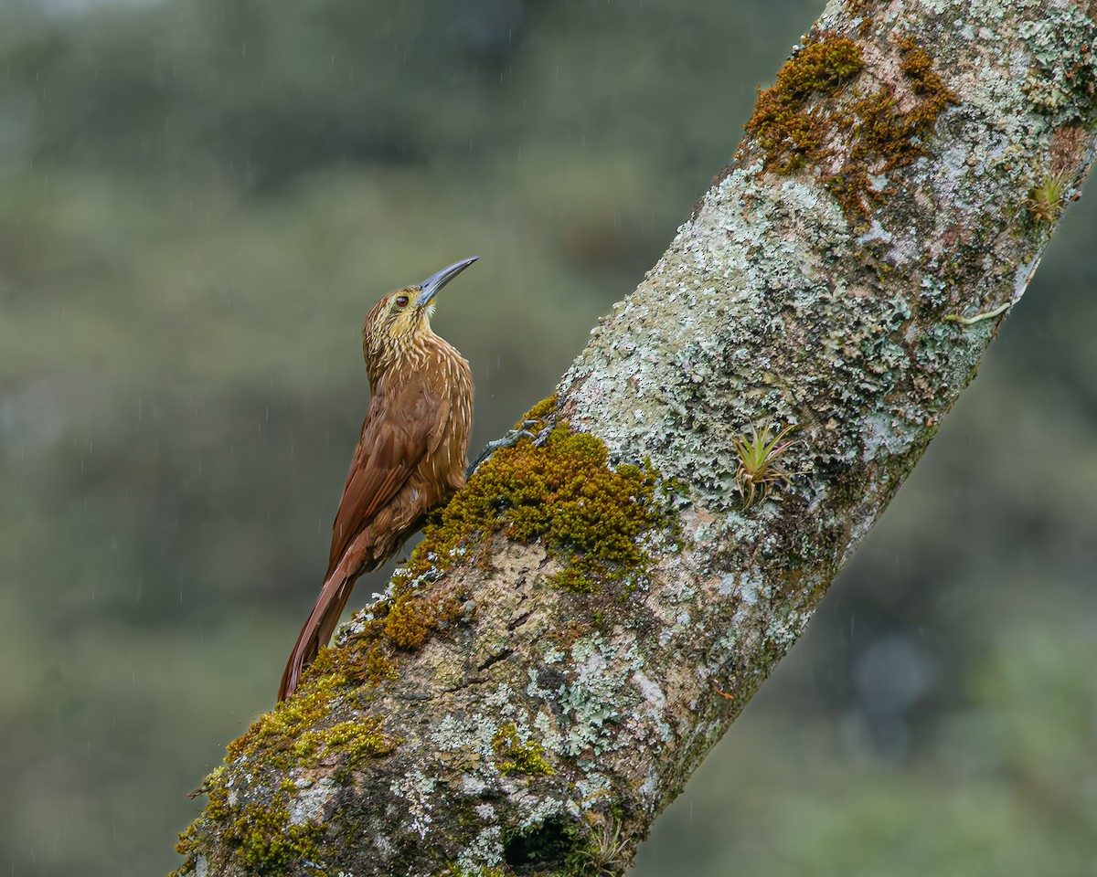 Strong-billed Woodcreeper - ML641580345