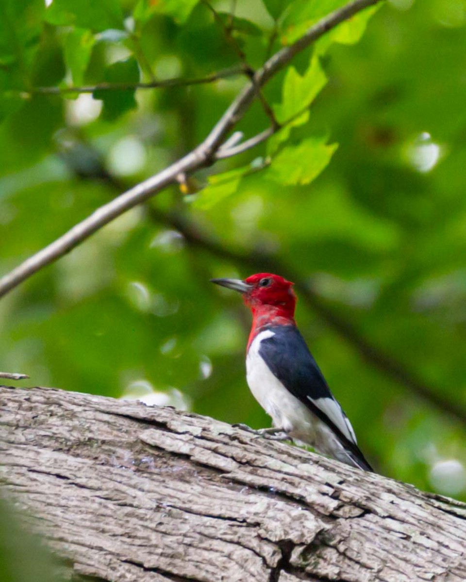 Red-headed Woodpecker - ML641580351
