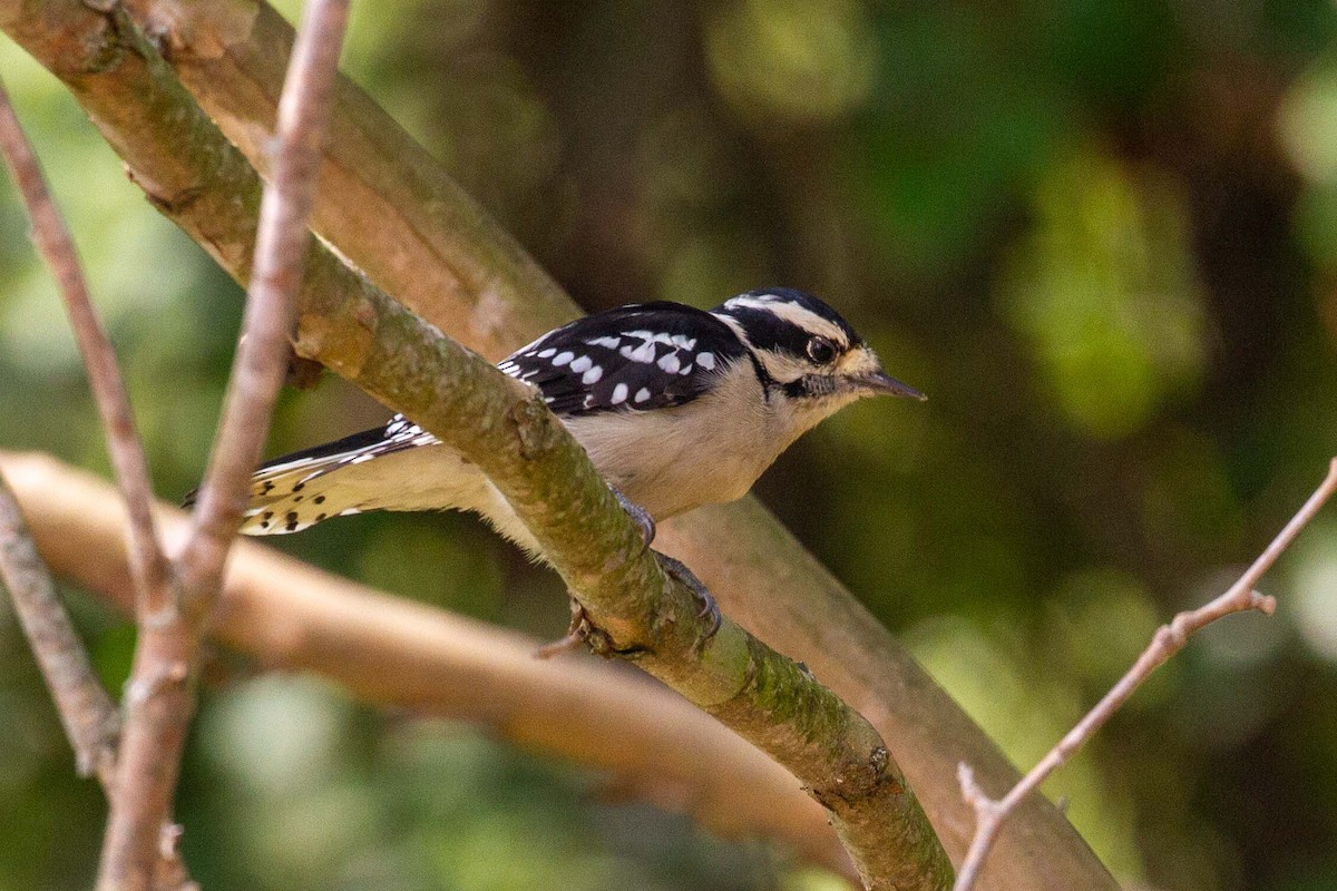 Downy Woodpecker - ML641580370