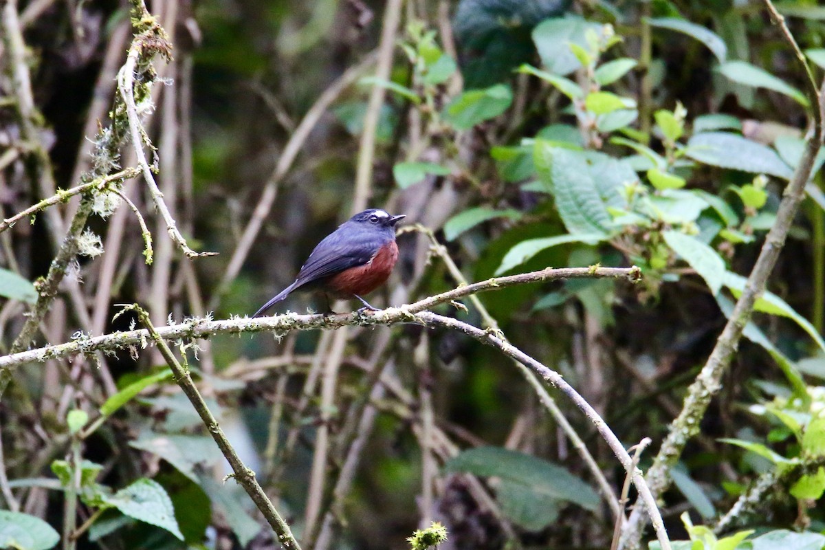 Chestnut-bellied Chat-Tyrant - ML641580378