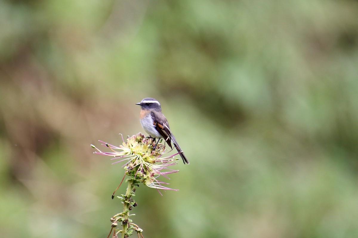 Rufous-breasted Chat-Tyrant - ML641580389
