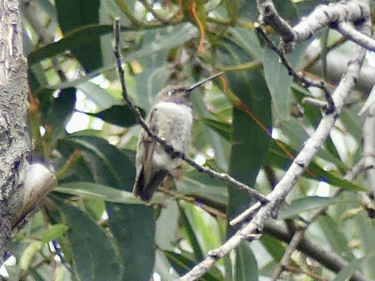 Black-chinned Hummingbird - ML641580392