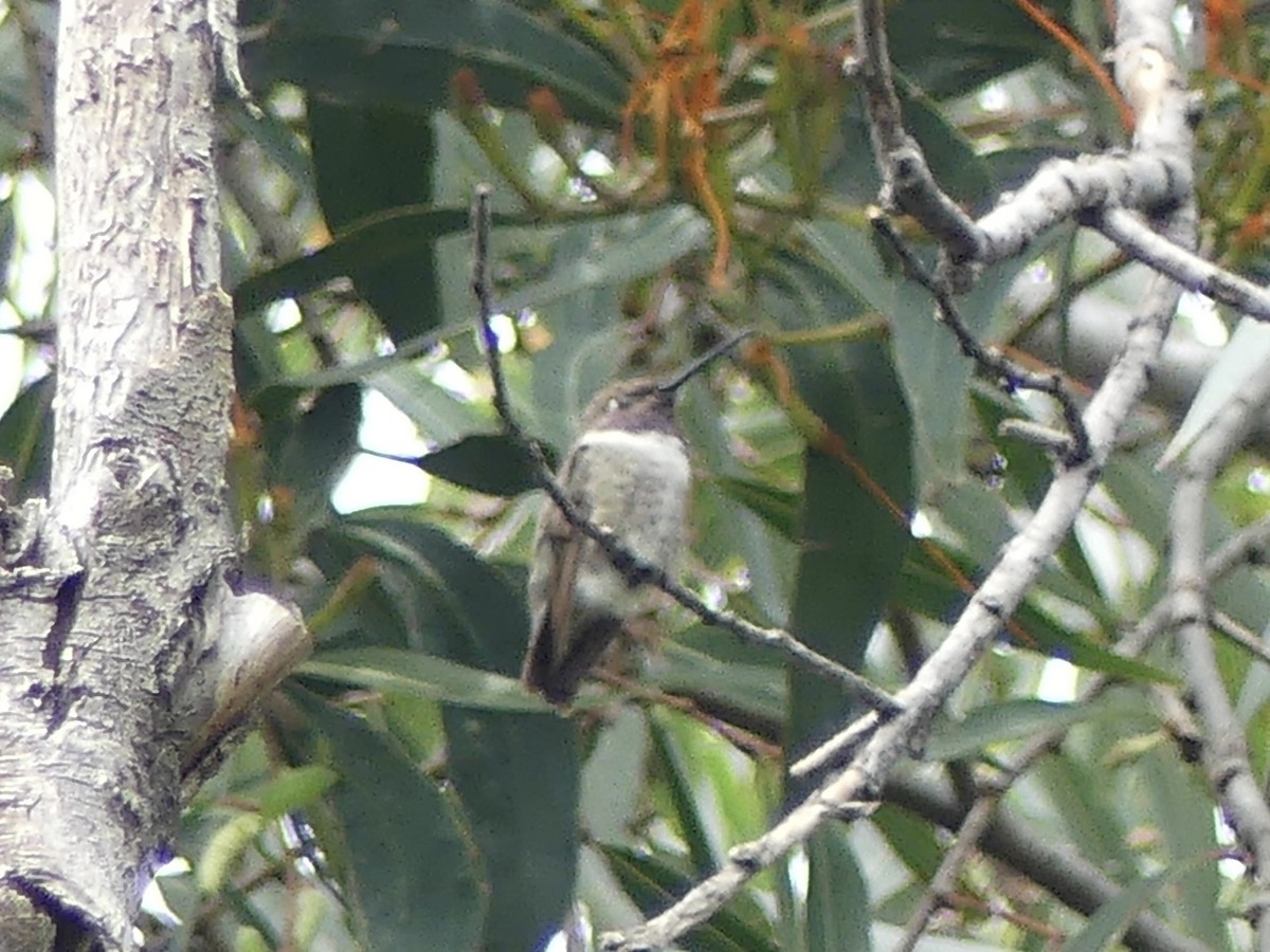 Black-chinned Hummingbird - ML641580393