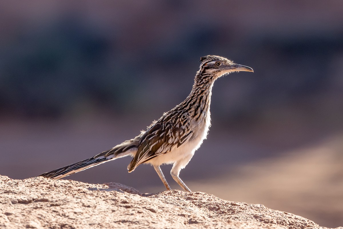 Greater Roadrunner - ML641580401
