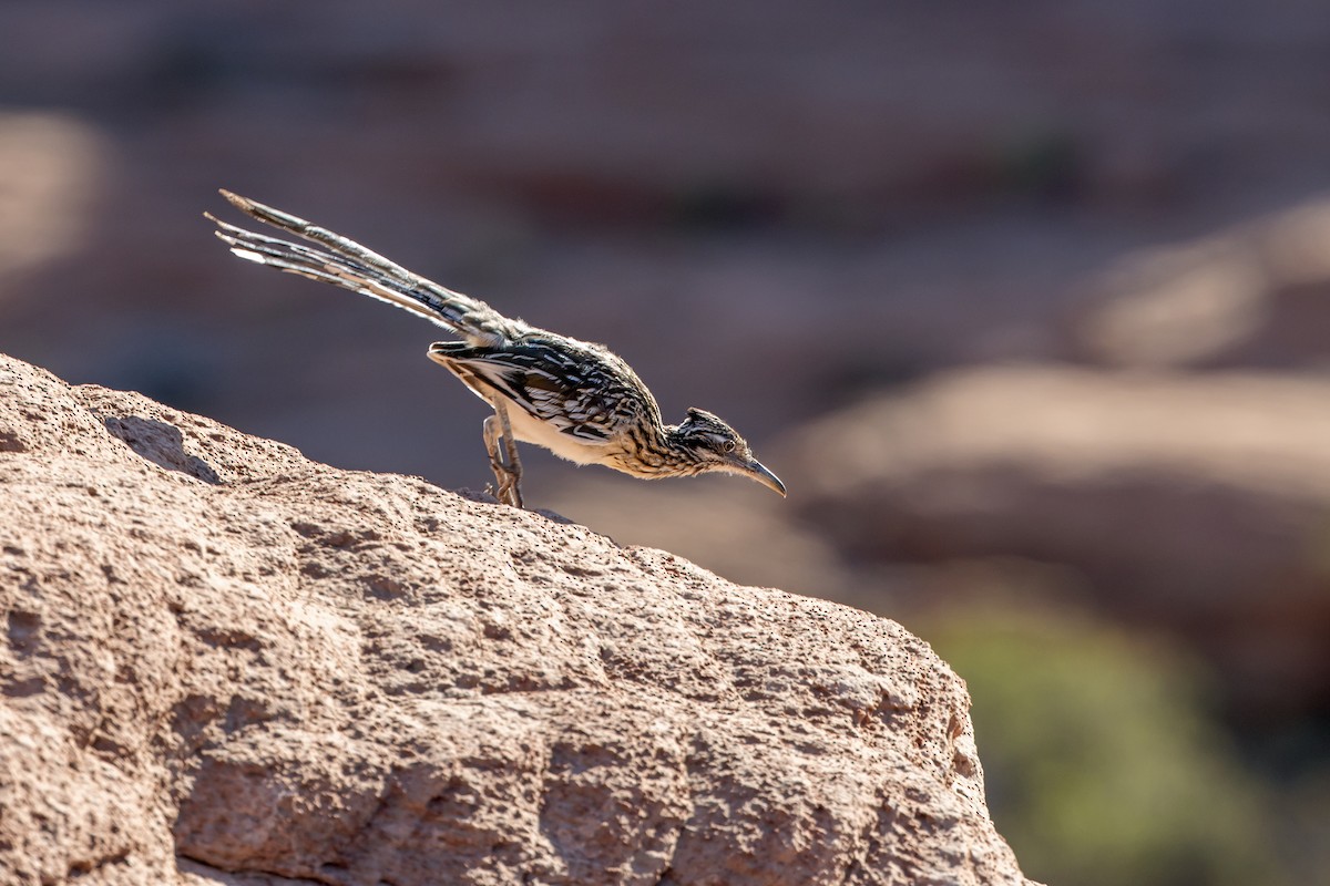 Greater Roadrunner - ML641580402