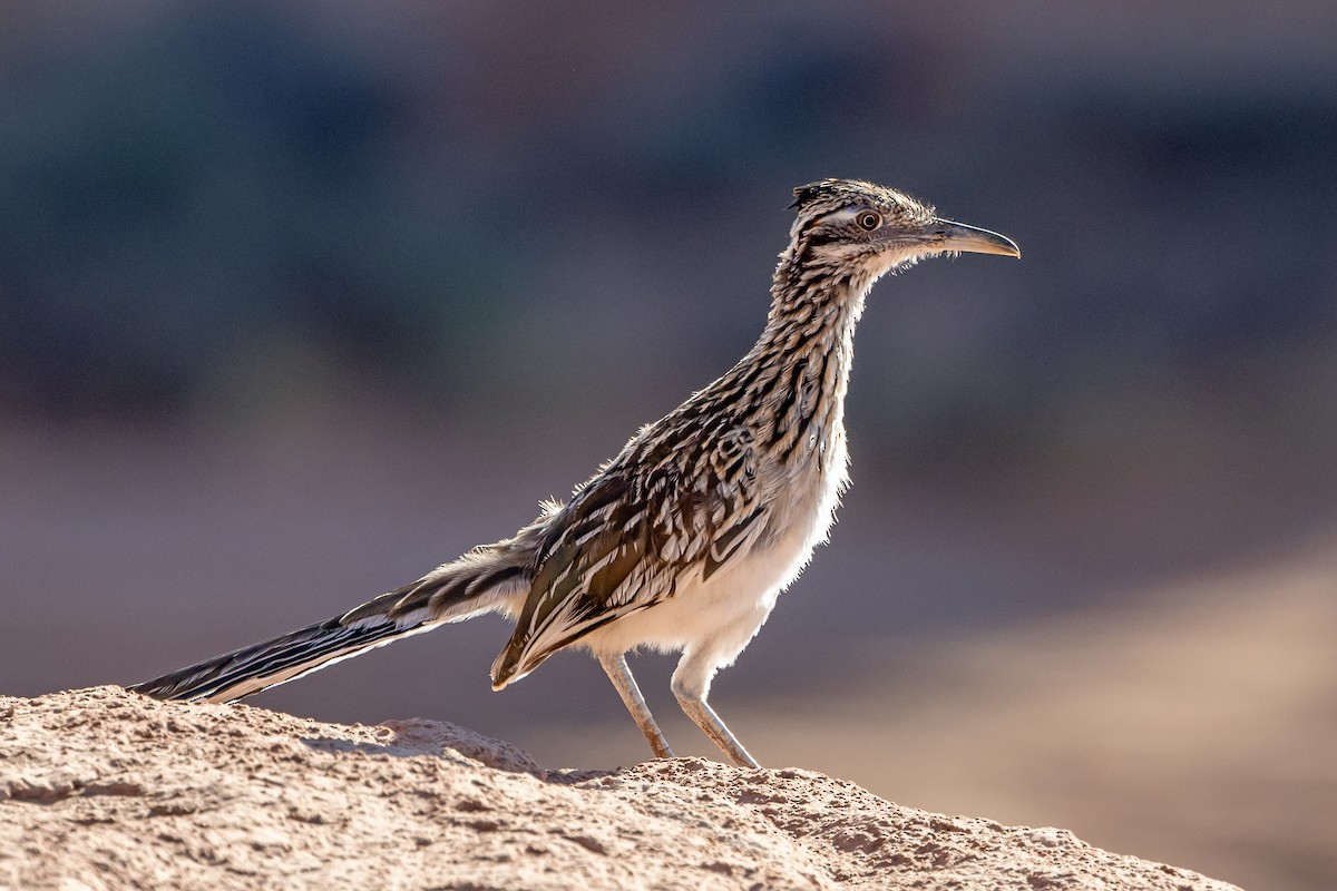 Greater Roadrunner - ML641580403