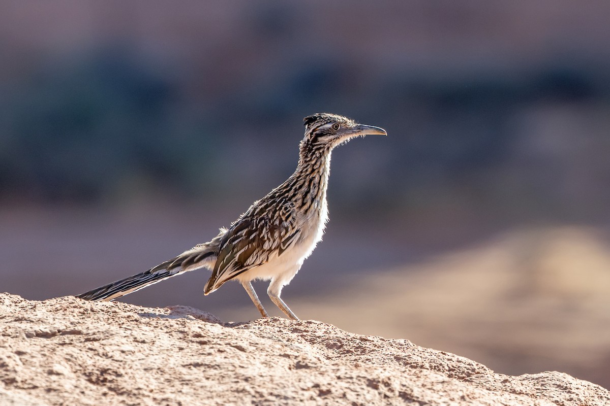 Greater Roadrunner - ML641580404