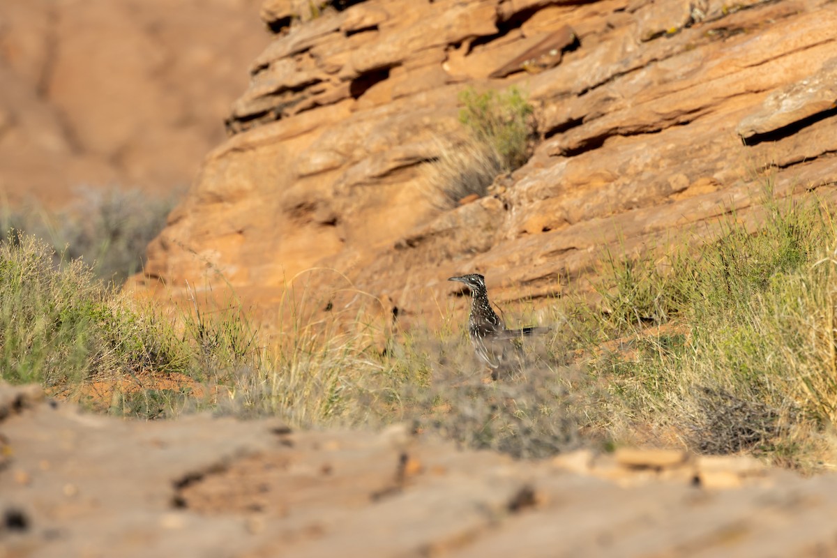 Greater Roadrunner - ML641580405