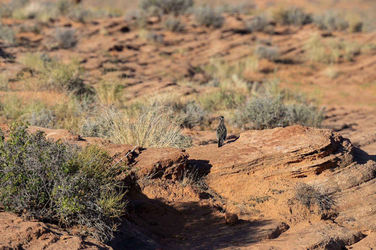 Greater Roadrunner - ML641580407