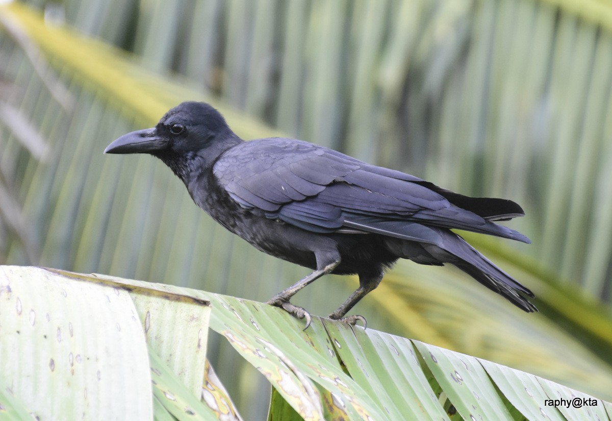 Large-billed Crow (Indian Jungle) - Anonymous