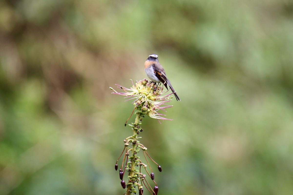 Rufous-breasted Chat-Tyrant - ML641580415