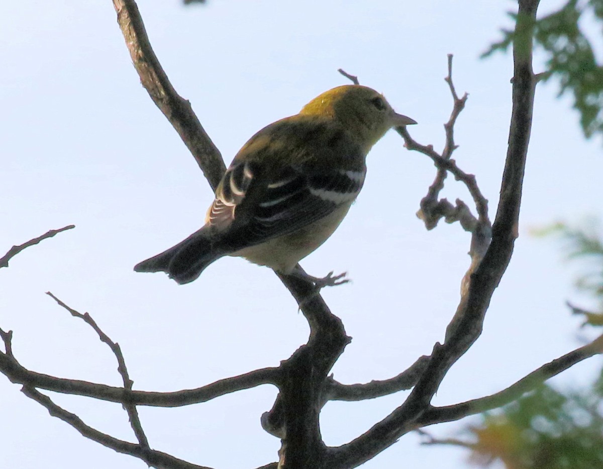 Bay-breasted Warbler - ML641580470
