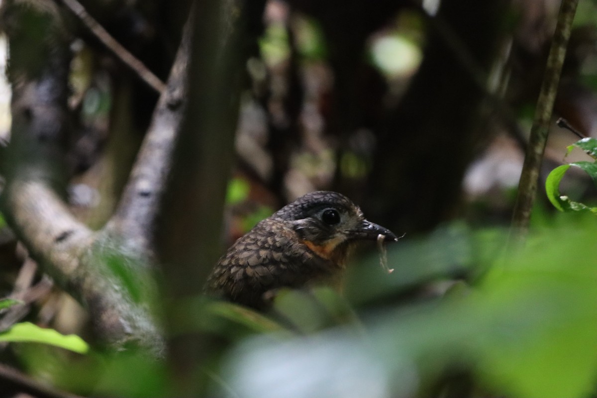 Scaled Antpitta - ML641580495