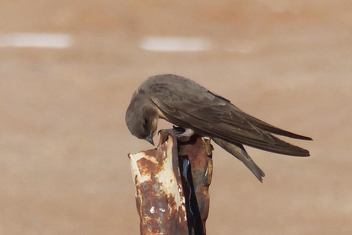 Southern Crag-Martin - ML641580499